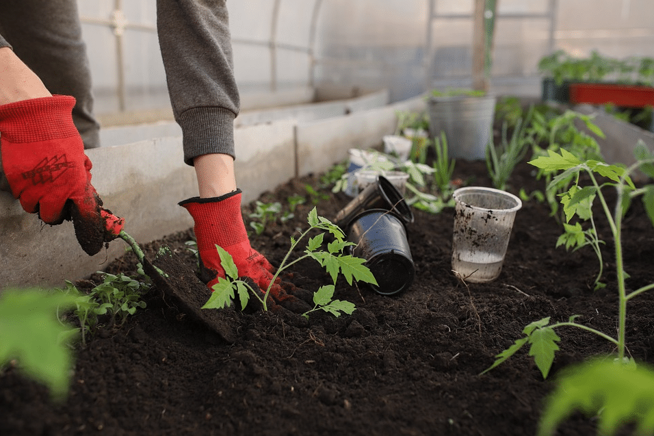 Planting a Home Garden