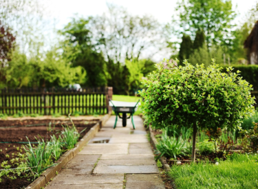 Thinking About Starting a Garden at Home? Here is What You Need to Know First!